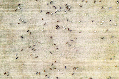 High angle view of birds on land