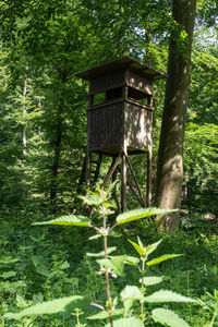 Built structure in forest