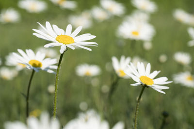 Close-up of white daisy flowers on field