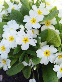 Close-up of white flower