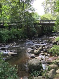 Stream flowing through forest