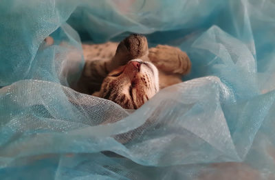 Close-up of cat sleeping on bed