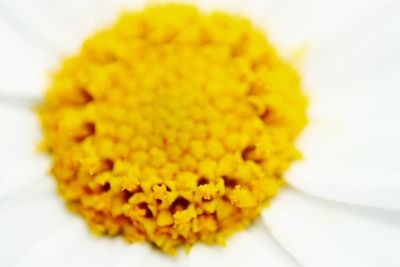 Close-up of yellow flower