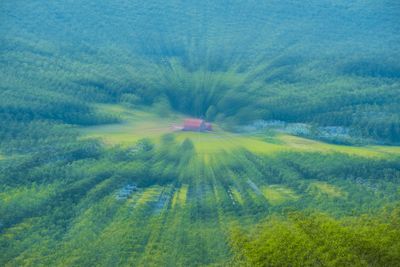 Scenic view of trees growing on field