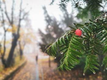 Close-up of red berries on tree