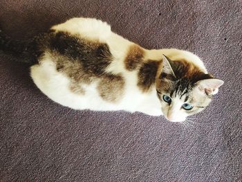 High angle portrait of cat relaxing at home