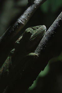 Close-up of lizard on leaf