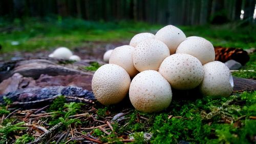 Close-up of mushrooms growing on tree trunk