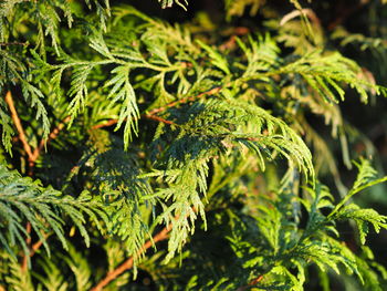 Close-up of pine tree