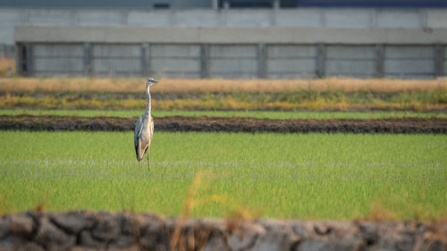 Bird flying over field