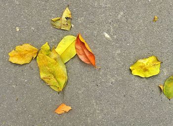 High angle view of maple leaf