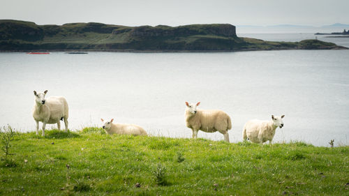 Woolly sheep grazing freely on a green meadow with grass on isle of skye, scotland