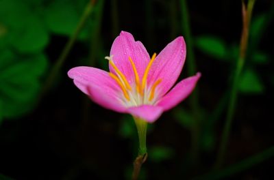 Close-up of pink lotus blooming outdoors