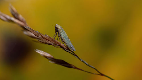 Close-up of insect on plant