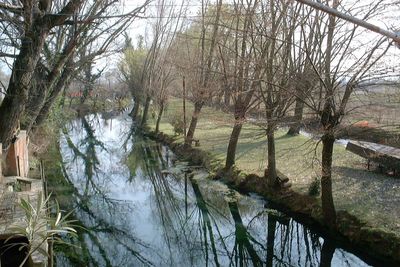 Scenic view of river in forest