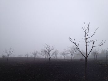 Bare trees on field in foggy weather