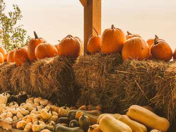 View of pumpkins in farm