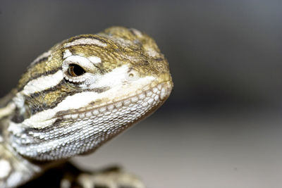 Close-up of a lizard