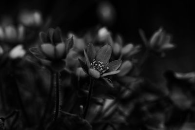Close-up of flowering plant