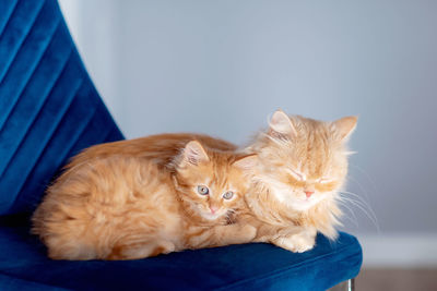 Cat sitting on sofa at home