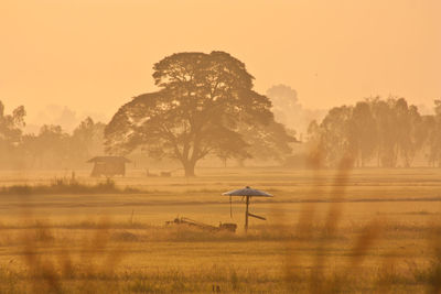 Trees on field against sky during sunset