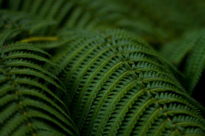 Close-up of green leaves