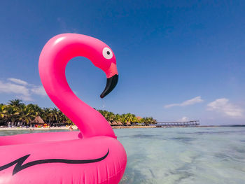 Bird flying over swimming pool against sea