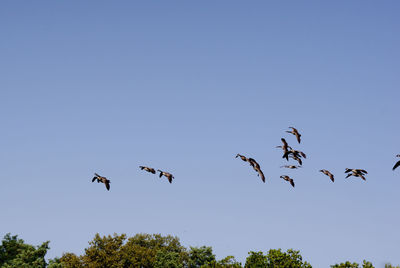 Low angle view of birds flying in the sky