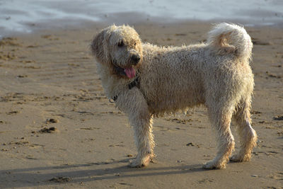 Full length of a dog on beach