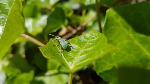 Close-up of insect on leaf