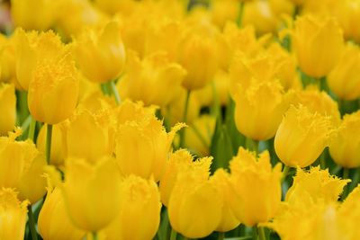 Close-up of yellow tulips