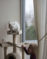 Portrait of cat looking through window