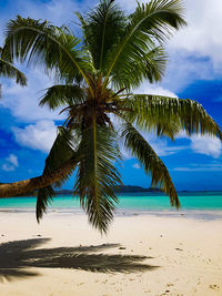 Palm trees on beach against sky