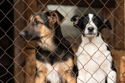 Portrait of a dog behind fence