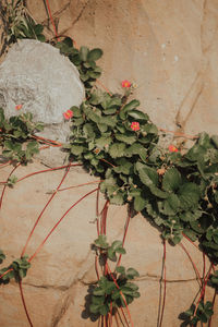 Close-up of potted plant against wall