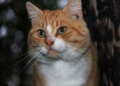 Close-up portrait of cat