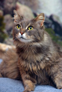 Close-up portrait of a cat