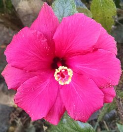 Close-up of pink flower