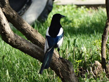Bird on grassy field