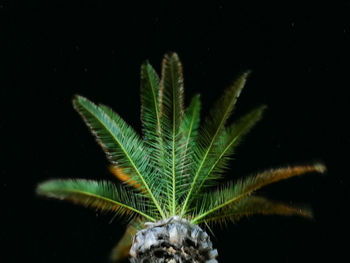 Close-up of green plant against black background