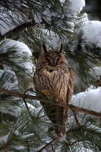 Bird perching on tree