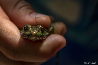 Close-up of cropped hand