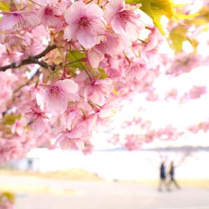 Close-up of pink flowers blooming on tree