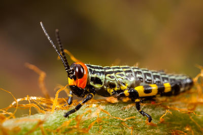 Close-up of insect