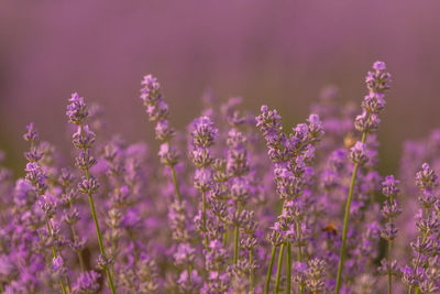 Close-up of purple flowering plants on field