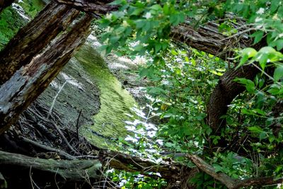 Close-up of tree trunk in forest