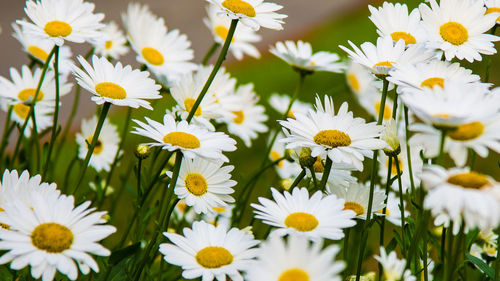 Close-up of white flowers blooming outdoors