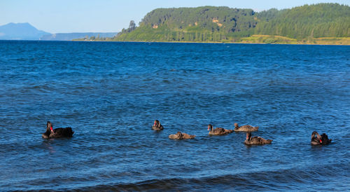 Ducks swimming in lake