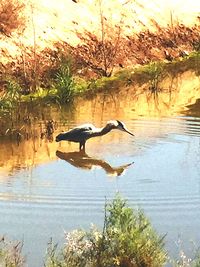 Bird flying over calm lake