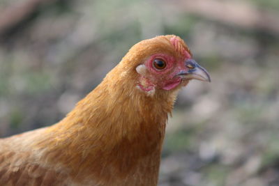 Close-up of rooster